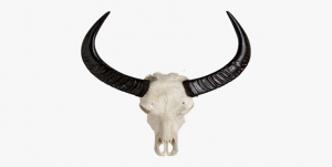52-525622_animal-skulls-cattle-horn-animals-skull-hd-png